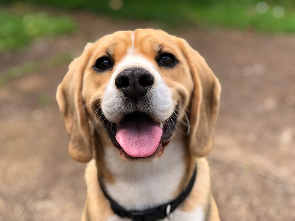 happy dog